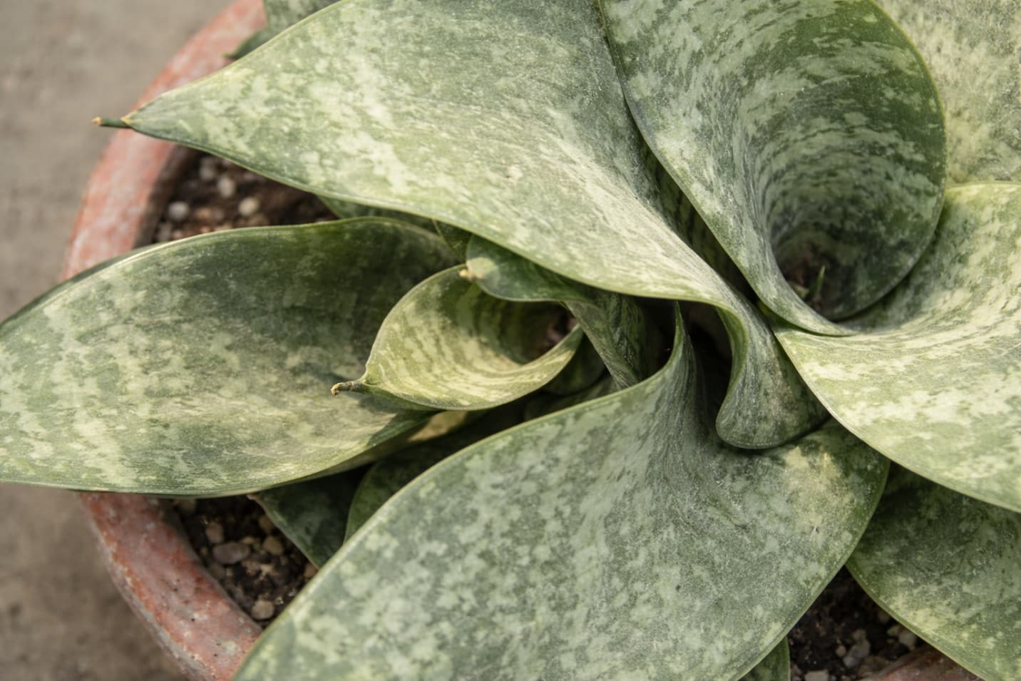 Botanical and floral wall mural